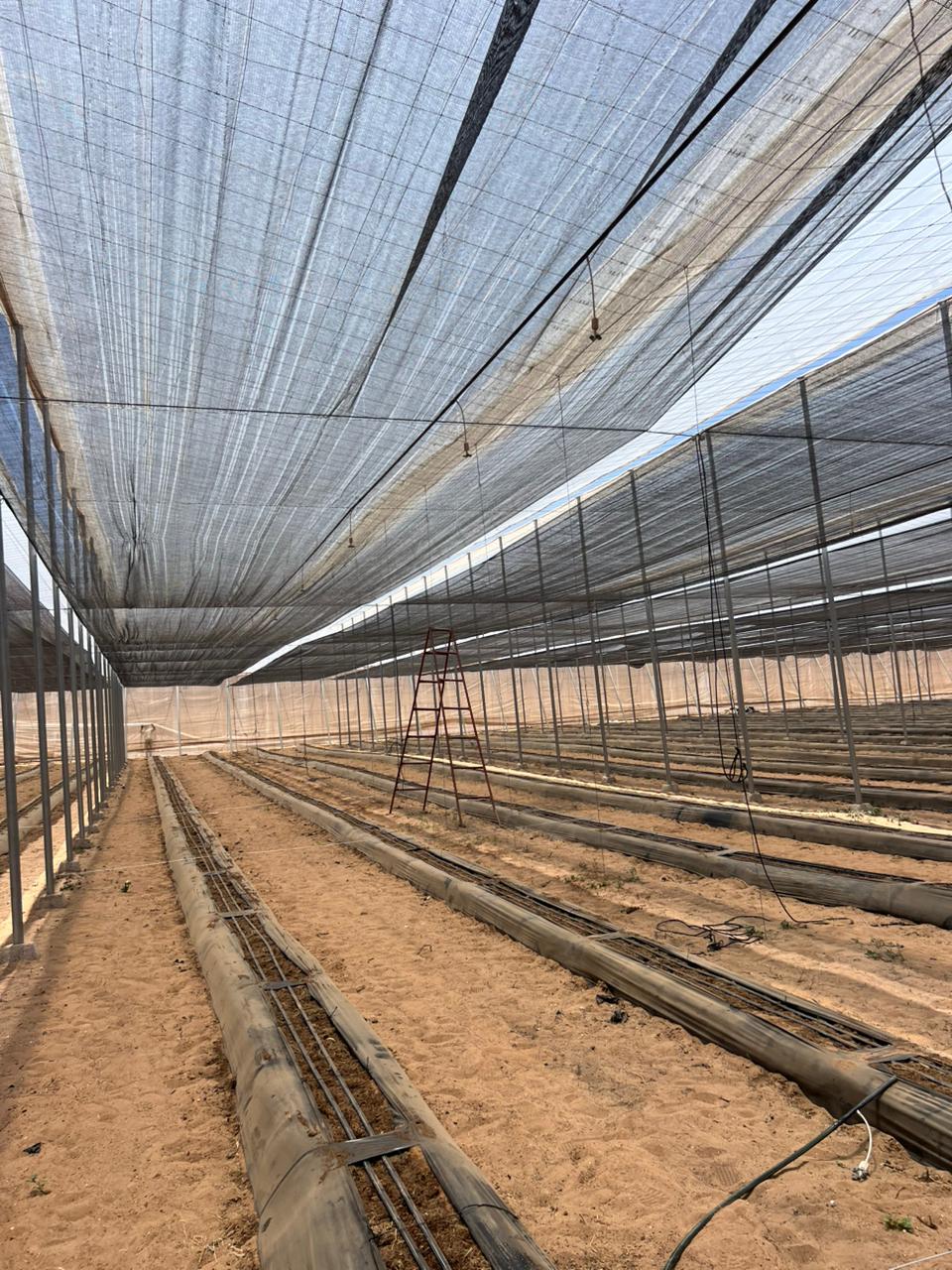 Serre canarienne installée à Tiznit, Souss-Massa, par Elman Ajdir